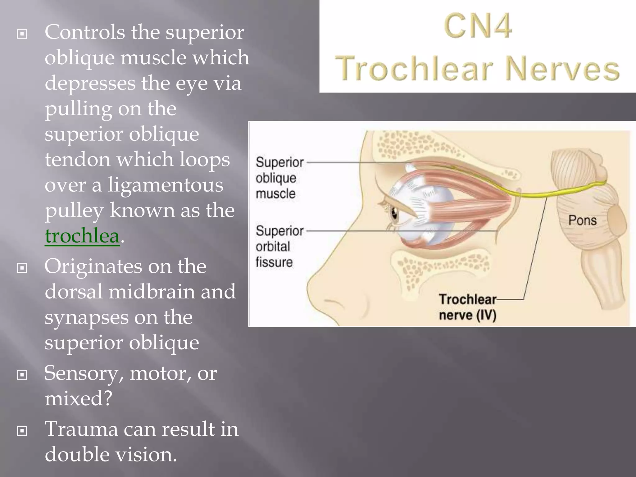 







Controls the superior
oblique muscle which
depresses the eye via
pulling on the
superior oblique
tendon which loops
over a ligamentous
pulley known as the
trochlea.
Originates on the
dorsal midbrain and
synapses on the
superior oblique
Sensory, motor, or
mixed?
Trauma can result in
double vision.

 