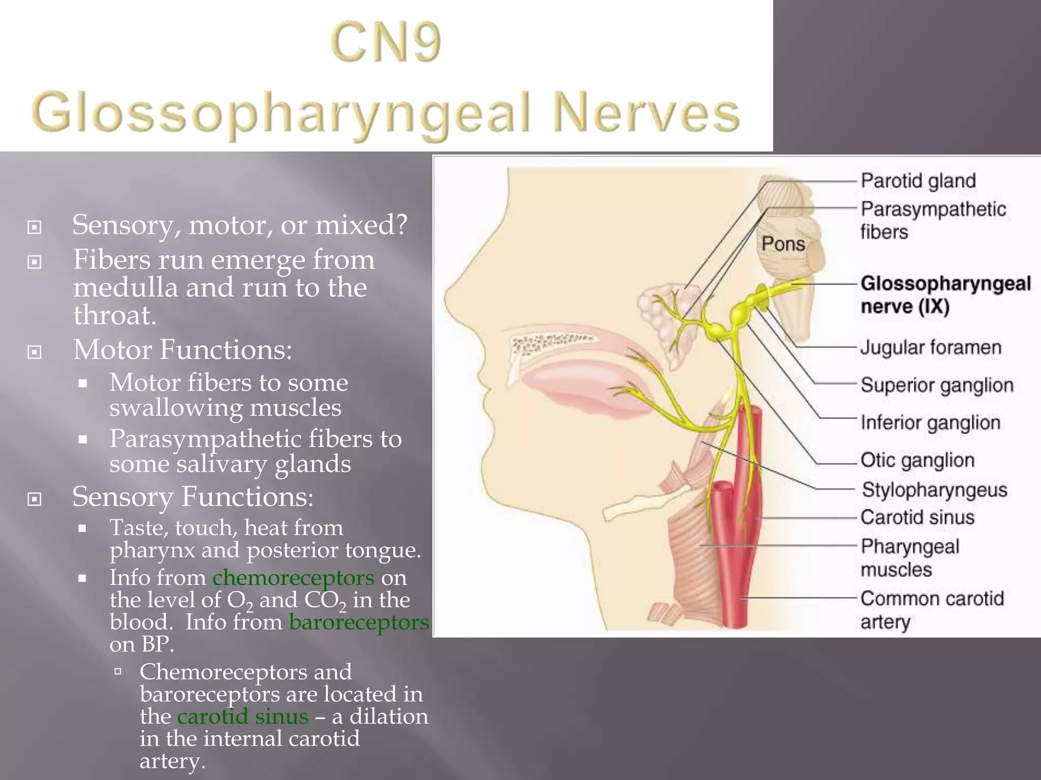 




Sensory, motor, or mixed?
Fibers run emerge from
medulla and run to the
throat.
Motor Functions:
Motor fibers to some
swallowing muscles
 Parasympathetic fibers to
some salivary glands
Sensory Functions:




Taste, touch, heat from
pharynx and posterior tongue.
 Info from chemoreceptors on
the level of O2 and CO2 in the
blood. Info from baroreceptors
on BP.
 Chemoreceptors and
baroreceptors are located in
the carotid sinus – a dilation
in the internal carotid
artery.


 
