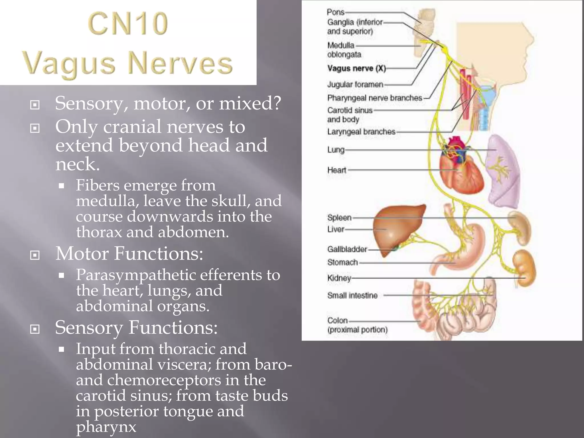 


Sensory, motor, or mixed?
Only cranial nerves to
extend beyond head and
neck.




Motor Functions:




Fibers emerge from
medulla, leave the skull, and
course downwards into the
thorax and abdomen.
Parasympathetic efferents to
the heart, lungs, and
abdominal organs.

Sensory Functions:


Input from thoracic and
abdominal viscera; from baroand chemoreceptors in the
carotid sinus; from taste buds
in posterior tongue and
pharynx

 