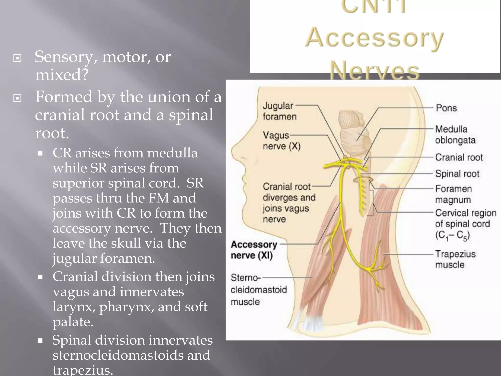 



Sensory, motor, or
mixed?
Formed by the union of a
cranial root and a spinal
root.






CR arises from medulla
while SR arises from
superior spinal cord. SR
passes thru the FM and
joins with CR to form the
accessory nerve. They then
leave the skull via the
jugular foramen.
Cranial division then joins
vagus and innervates
larynx, pharynx, and soft
palate.
Spinal division innervates
sternocleidomastoids and
trapezius.

 