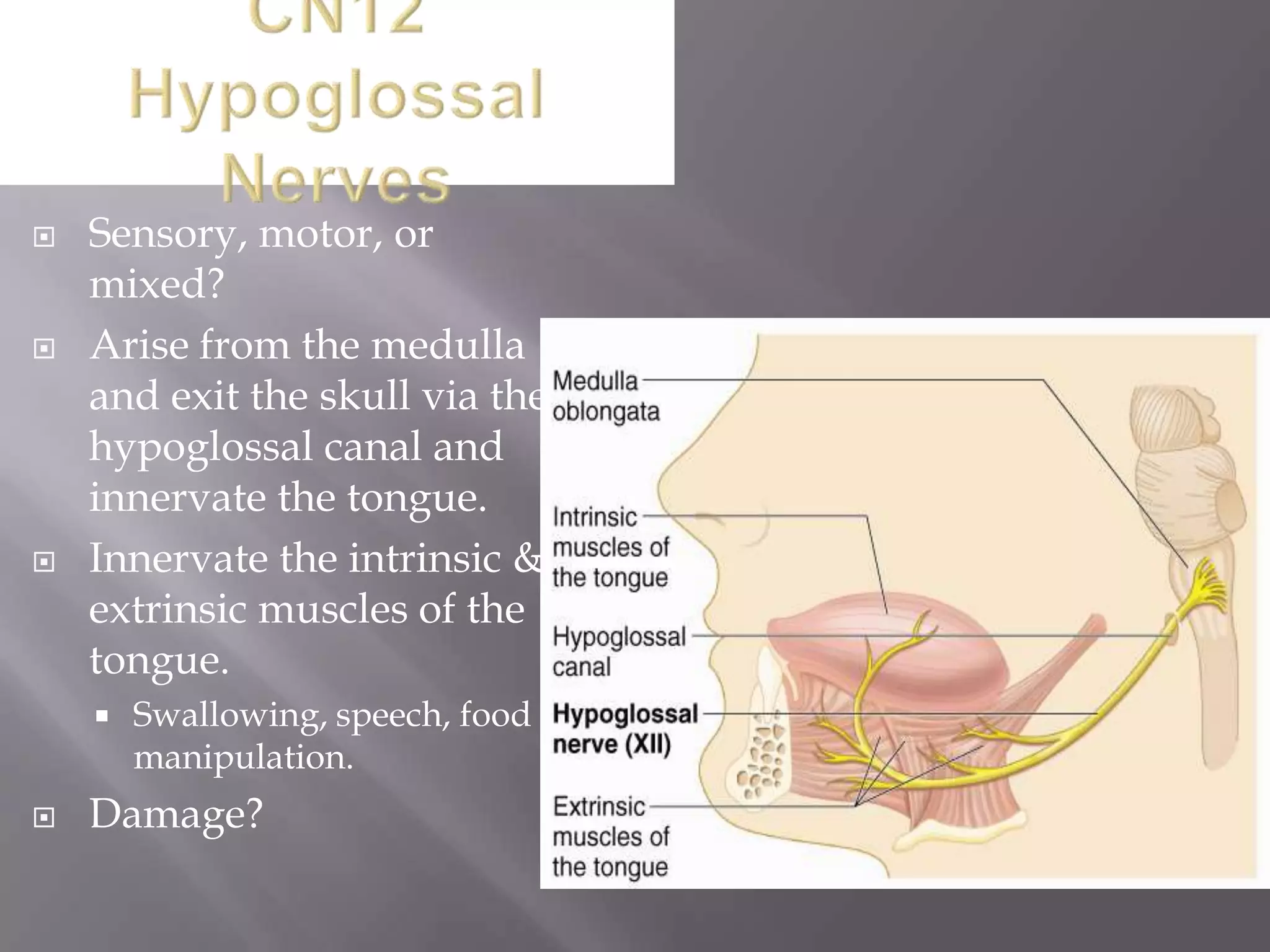 





Sensory, motor, or
mixed?
Arise from the medulla
and exit the skull via the
hypoglossal canal and
innervate the tongue.
Innervate the intrinsic &
extrinsic muscles of the
tongue.




Swallowing, speech, food
manipulation.

Damage?

 