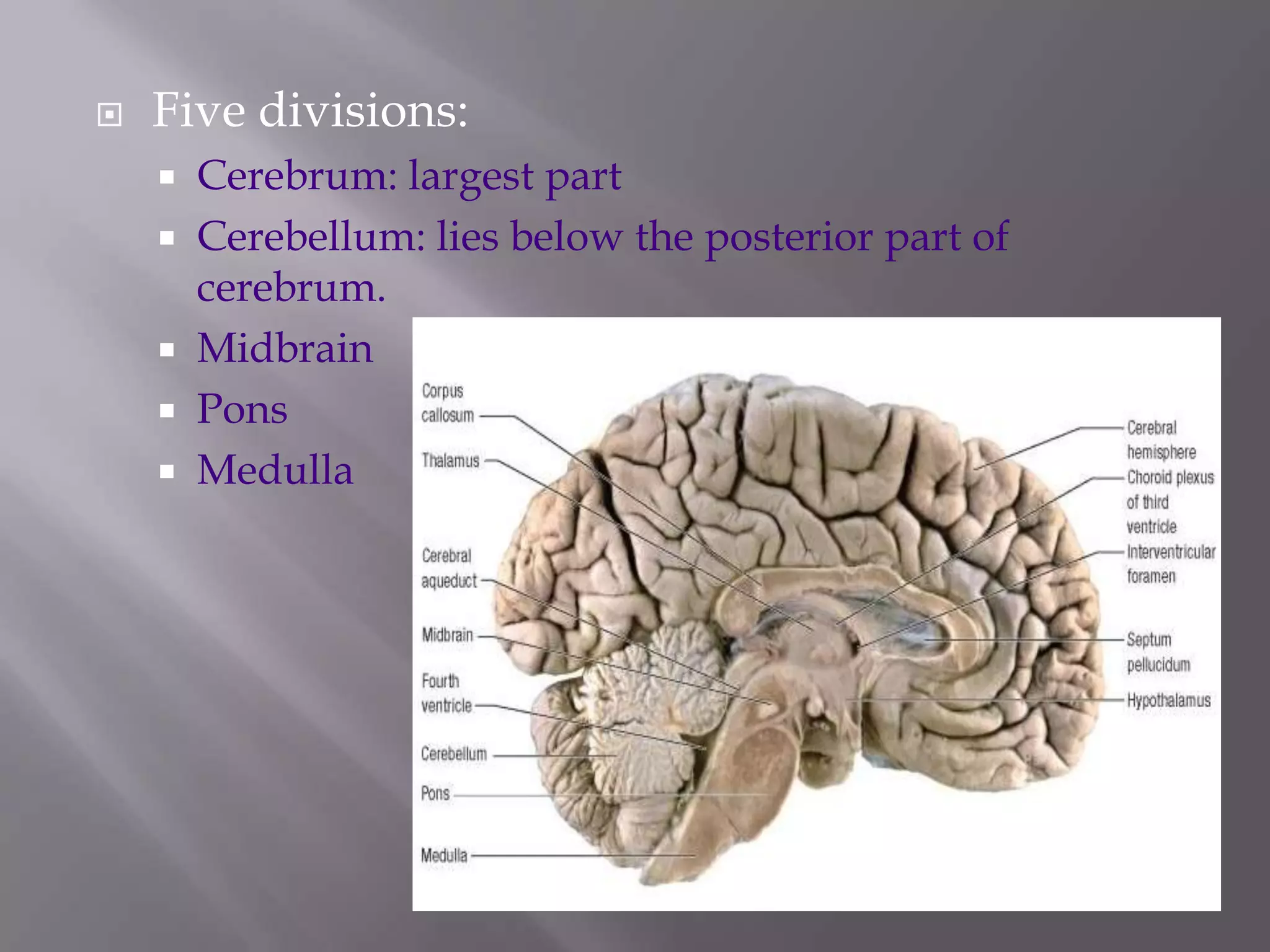 

Five divisions:
Cerebrum: largest part
 Cerebellum: lies below the posterior part of
cerebrum.
 Midbrain
 Pons
 Medulla


 