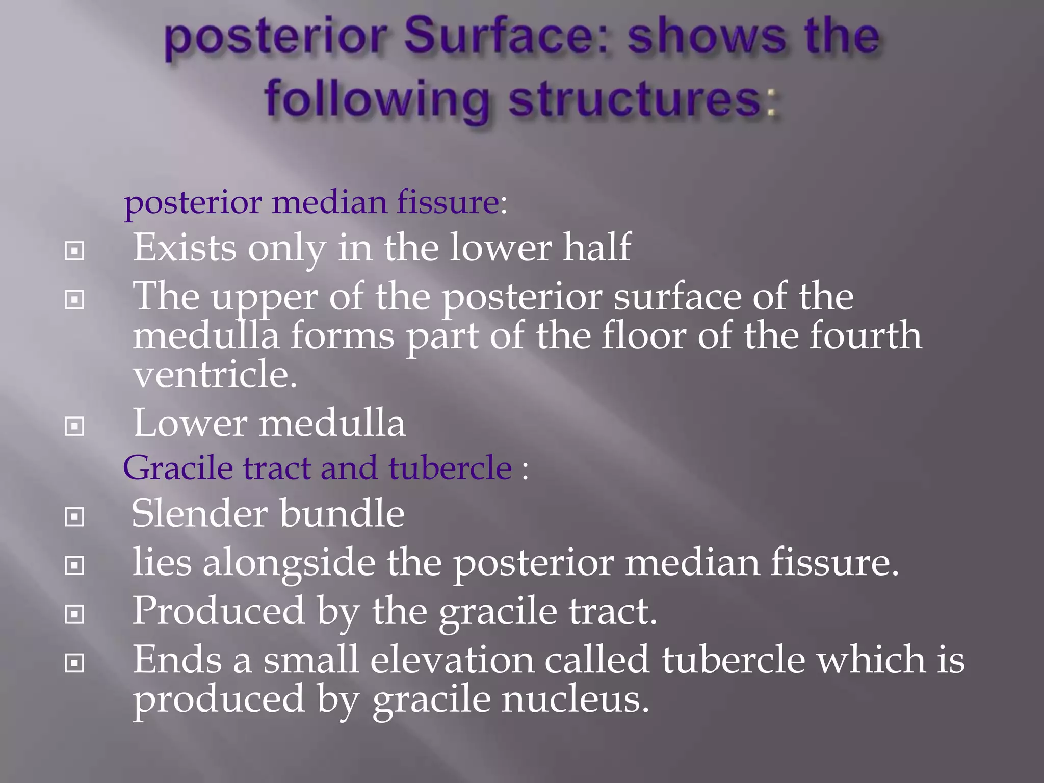 posterior median fissure:





Exists only in the lower half
The upper of the posterior surface of the
medulla forms part of the floor of the fourth
ventricle.
Lower medulla

Gracile tract and tubercle :





Slender bundle
lies alongside the posterior median fissure.
Produced by the gracile tract.
Ends a small elevation called tubercle which is
produced by gracile nucleus.

 