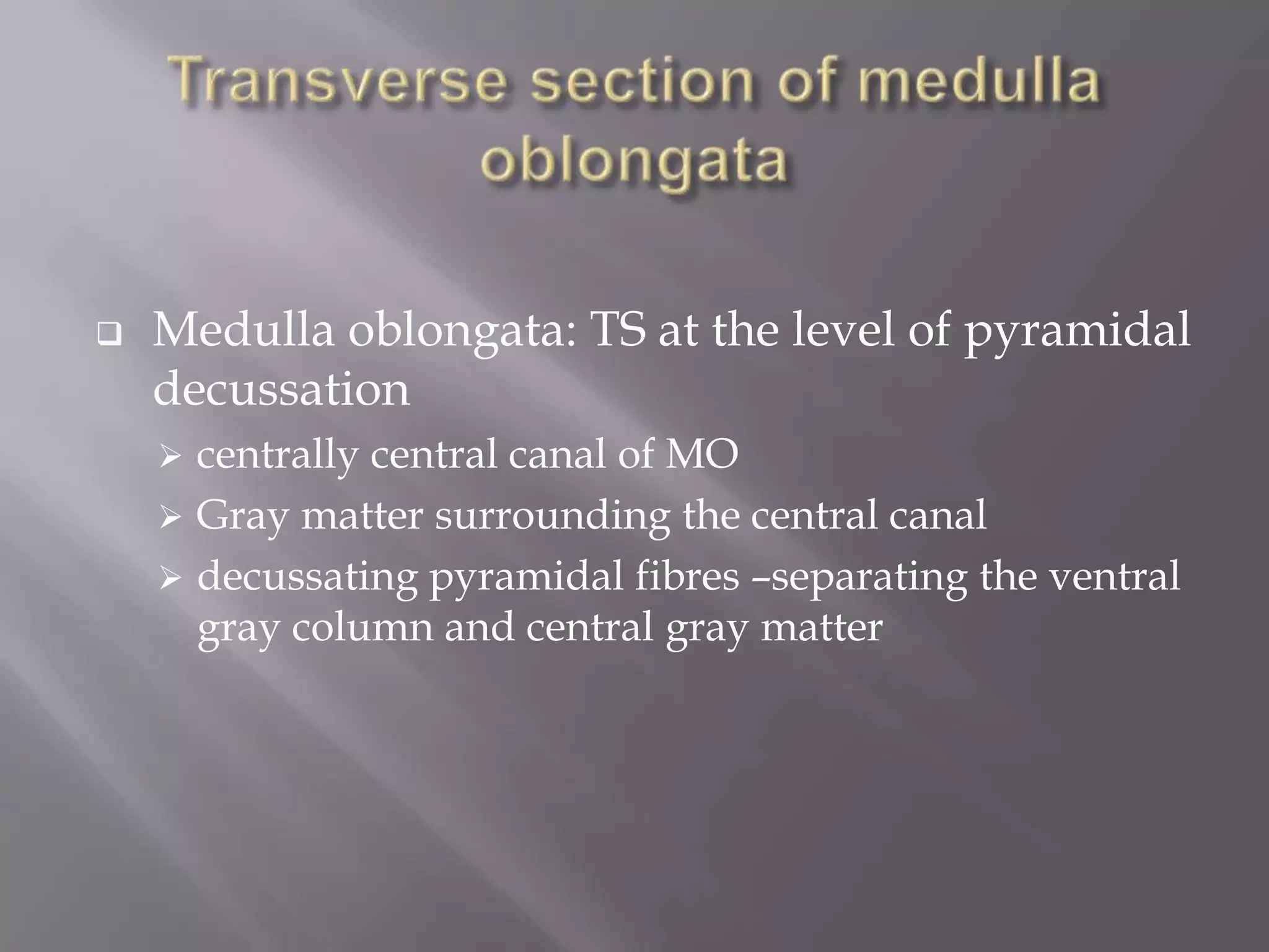 

Medulla oblongata: TS at the level of pyramidal
decussation
centrally central canal of MO
 Gray matter surrounding the central canal
 decussating pyramidal fibres –separating the ventral
gray column and central gray matter


 