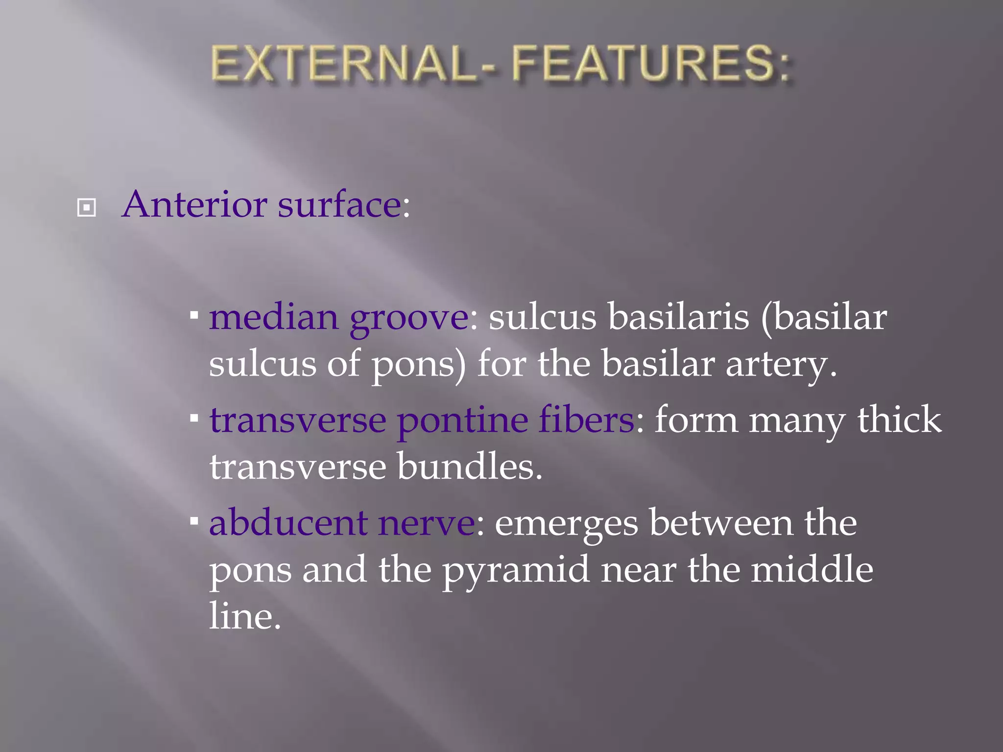 

Anterior surface:
 median groove: sulcus basilaris (basilar
sulcus of pons) for the basilar artery.
 transverse pontine fibers: form many thick
transverse bundles.
 abducent nerve: emerges between the
pons and the pyramid near the middle
line.

 