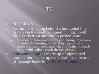 MID BRAIN
Tectum part laying behind a horizontal line
drawn via the cerebral aqueduct . Each with
three parts from anterior to posterior are








crus cerebri(basis peduncle)- containing large mass
of vertically running fibres , they descend from
cerebral cortex , some pass via mid brain , to reach
pons , while others reach the spinal cord.

Substantia nigra- is made up of pigmented
gray matter , hence appears dark in color and
its damage leads to parkinson’sdisease

 