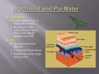 

Arachnoid:





Loose spider-web of
connective tissue.
Beneath it is the
subarachnoid space –
filled with blood
vessels and CSF

Pia




Deepest and most
delicate
Covers the brain tissue
Follows its every ridge
and groove

 