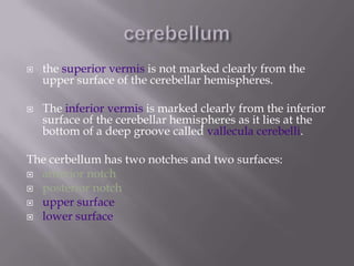 



the superior vermis is not marked clearly from the
upper surface of the cerebellar hemispheres.
The inferior vermis is marked clearly from the inferior
surface of the cerebellar hemispheres as it lies at the
bottom of a deep groove called vallecula cerebelli.

The cerbellum has two notches and two surfaces:
 anterior notch
 posterior notch
 upper surface
 lower surface

 