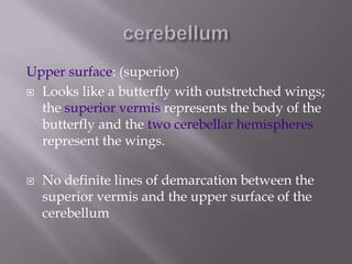 Upper surface: (superior)
 Looks like a butterfly with outstretched wings;
the superior vermis represents the body of the
butterfly and the two cerebellar hemispheres
represent the wings.


No definite lines of demarcation between the
superior vermis and the upper surface of the
cerebellum

 