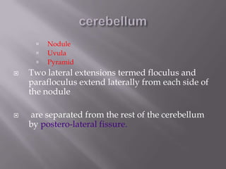 






Nodule
Uvula
Pyramid

Two lateral extensions termed floculus and
parafloculus extend laterally from each side of
the nodule
are separated from the rest of the cerebellum
by postero-lateral fissure.

 