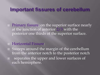 






Primary fissure: on the superior surface nearly
at the junction of anterior 2/3 with the
posterior one thirds of the superior surface.
Horizontal Fissure:
Sweeps around the margin of the cerebellum
from the anterior notch to the posterior notch
separates the upper and lower surfaces of
each hemisphere.

 