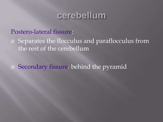 Postero-lateral fissure:
 Separates the flocculus and paraflocculus from
the rest of the cerebellum


Secondary fissure: behind the pyramid

 