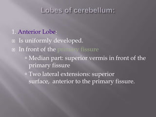 1. Anterior Lobe:
 Is uniformly developed.
 In front of the primary fissure
 Median part: superior vermis in front of the
primary fissure
 Two lateral extensions: superior
surface, anterior to the primary fissure.

 
