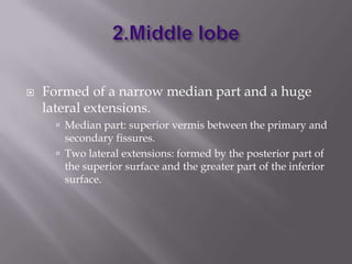 

Formed of a narrow median part and a huge
lateral extensions.
 Median part: superior vermis between the primary and

secondary fissures.
 Two lateral extensions: formed by the posterior part of
the superior surface and the greater part of the inferior
surface.

 