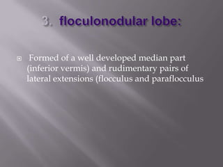 

Formed of a well developed median part
(inferior vermis) and rudimentary pairs of
lateral extensions (flocculus and paraflocculus

 