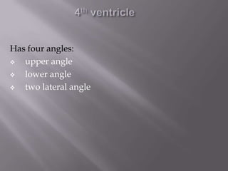Has four angles:

upper angle

lower angle

two lateral angle

 