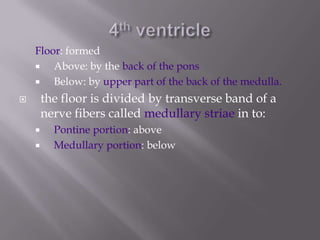Floor: formed

Above: by the back of the pons

Below: by upper part of the back of the medulla.

the floor is divided by transverse band of a
nerve fibers called medullary striae in to:






Pontine portion: above
Medullary portion: below

 