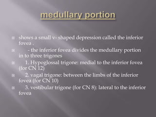 









shows a small v- shaped depression called the inferior
fovea .
- the inferior fovea divides the medullary portion
in to three trigones
1. Hypoglossal trigone: medial to the inferior fovea
(for CN 12)
2. vagal trigone: between the limbs of the inferior
fovea (for CN 10)
3. vestibular trigone (for CN 8): lateral to the inferior
fovea

 