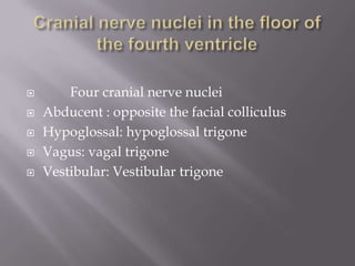 





Four cranial nerve nuclei
Abducent : opposite the facial colliculus
Hypoglossal: hypoglossal trigone
Vagus: vagal trigone
Vestibular: Vestibular trigone

 