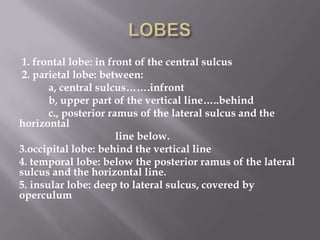 1. frontal lobe: in front of the central sulcus
2. parietal lobe: between:
a, central sulcus…….infront
b, upper part of the vertical line…..behind
c., posterior ramus of the lateral sulcus and the
horizontal
line below.
3.occipital lobe: behind the vertical line
4. temporal lobe: below the posterior ramus of the lateral
sulcus and the horizontal line.
5. insular lobe: deep to lateral sulcus, covered by
operculum

 
