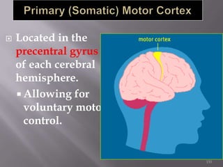 

Located in the
precentral gyrus
of each cerebral
hemisphere.
 Allowing for
voluntary motor
control.

153

 
