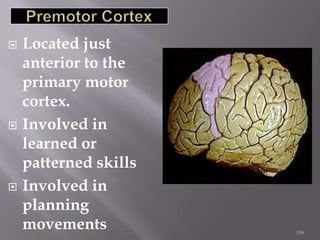





Located just
anterior to the
primary motor
cortex.
Involved in
learned or
patterned skills
Involved in
planning
movements

156

 