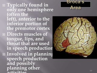 





Typically found in
only one hemisphere
(often the
left), anterior to the
inferior portion of
the premotor cortex
Directs muscles of
tongue, lips, and
throat that are used
in speech production
Involved in planning
speech production
and possibly
planning other

157

 