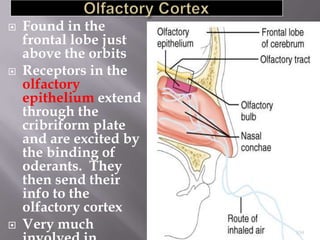





Found in the
frontal lobe just
above the orbits
Receptors in the
olfactory
epithelium extend
through the
cribriform plate
and are excited by
the binding of
oderants. They
then send their
info to the
olfactory cortex
Very much

159

 