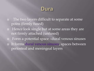 






The two layers difficult to separate at some
poins (firmly fused)
Hence look single but at some areas they are
not firmly attached (unfused)
Form a potential space –dural venous sinuses
It forms dural venous sinuses, spaces between
periosteal and meningeal layers

 