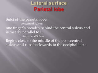 Sulci of the parietal lobe:
postcentral sulcus:

one finger’s breadth behind the central sulcus and
is mearly parallel to it.
Intraparietal Sulcus

Begins close to the middle of the postccentral
sulcus and runs backwards to the occipital lobe.

 