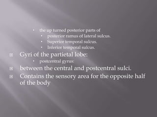 



Gyri of the partietal lobe:





the up turned posterior parts of
 posterior ramus of lateral sulcus.
 Superior temporal sulcus.
 Inferior temporal sulcus.
postcentral gyrus:

between the central and postcentral sulci.
Contains the sensory area for the opposite half
of the body

 