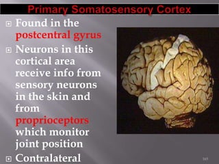 





Found in the
postcentral gyrus
Neurons in this
cortical area
receive info from
sensory neurons
in the skin and
from
proprioceptors
which monitor
joint position
Contralateral

165

 
