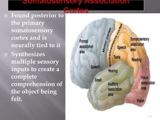 



Found posterior to
the primary
somatosensory
cortex and is
neurally tied to it
Synthesizes
multiple sensory
inputs to create a
complete
comprehension of
the object being
felt.
168

 