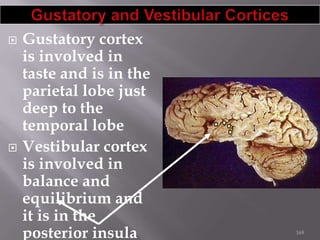



Gustatory cortex
is involved in
taste and is in the
parietal lobe just
deep to the
temporal lobe
Vestibular cortex
is involved in
balance and
equilibrium and
it is in the
posterior insula

169

 