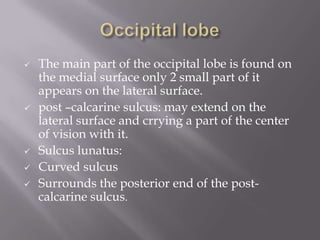 







The main part of the occipital lobe is found on
the medial surface only 2 small part of it
appears on the lateral surface.
post –calcarine sulcus: may extend on the
lateral surface and crrying a part of the center
of vision with it.
Sulcus lunatus:
Curved sulcus
Surrounds the posterior end of the postcalcarine sulcus.

 