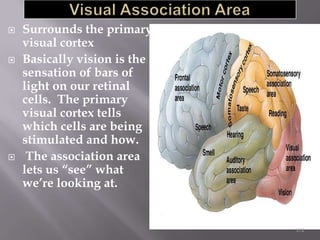 





Surrounds the primary
visual cortex
Basically vision is the
sensation of bars of
light on our retinal
cells. The primary
visual cortex tells
which cells are being
stimulated and how.
The association area
lets us “see” what
we’re looking at.

172

 