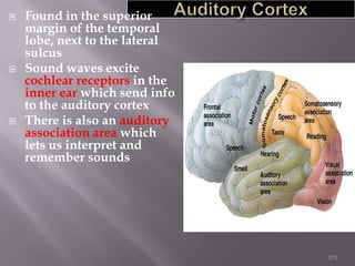 





Found in the superior
margin of the temporal
lobe, next to the lateral
sulcus
Sound waves excite
cochlear receptors in the
inner ear which send info
to the auditory cortex
There is also an auditory
association area which
lets us interpret and
remember sounds

175

 