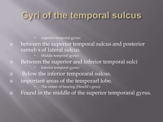 


between the superior temporal sulcus and posterior
ramub s of lateral sulcus.






Inferior temporal gyrus:

Below the inferior temporaral sulcus.
important areas of the temporarl lobe.




Middle temporal gyrus:

Between the superior and inferior temporal sulci




superior temporal gyrus:

The center of hearing (Heschl’s grus):

Found in the middle of the superior temporaral gyrus.

 