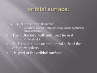 

sulci of the oribital surface




The oldfactory bulb and tract lie in it.






olfactory sulcus: is straight deep sulcus parallel to
medial border.
Oribital sulci:

H-shaped sulcus on the lateral side of the
olfactory sulcus.
b. gyri of the oribital surface:

 