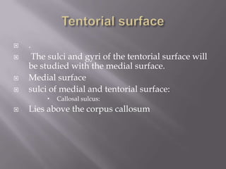 





.
The sulci and gyri of the tentorial surface will
be studied with the medial surface.
Medial surface
sulci of medial and tentorial surface:




Callosal sulcus:

Lies above the corpus callosum

 