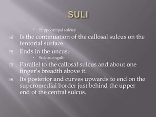 





Is the continuation of the callosal sulcus on the
tentorial surface.
Ends in the uncus.






Hippocampal sulcus:

Sulcus cinguli:

Parallel to the callosal sulcus and about one
finger’s breadth above it.
Its posterior and curves upwards to end on the
superomedial border just behind the upper
end of the central sulcus.

 