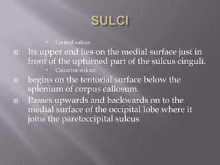 



Its upper end lies on the medial surface just in
front of the upturned part of the sulcus cinguli.






Central sulcus

Calcarine sulcus:

begins on the tentorial surface below the
splenium of corpus callosum.
Passes upwards and backwards on to the
medial surface of the occipital lobe where it
joins the paretoccipital sulcus

 