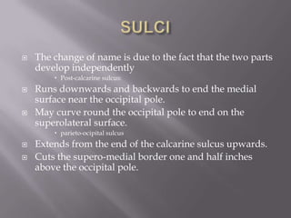 

The change of name is due to the fact that the two parts
develop independently
 Post-calcarine sulcus:





Runs downwards and backwards to end the medial
surface near the occipital pole.
May curve round the occipital pole to end on the
superolateral surface.
 parieto-ocipital sulcus




Extends from the end of the calcarine sulcus upwards.
Cuts the supero-medial border one and half inches
above the occipital pole.

 