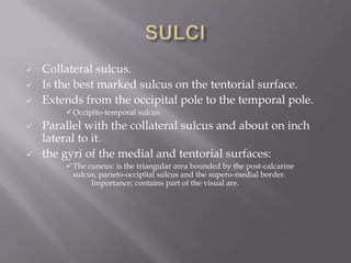



Collateral sulcus.
Is the best marked sulcus on the tentorial surface.
Extends from the occipital pole to the temporal pole.
 Occipito-temporal sulcus





Parallel with the collateral sulcus and about on inch
lateral to it.
the gyri of the medial and tentorial surfaces:
 The cuneus: is the triangular area bounded by the post-calcarine
sulcus, parieto-occipital sulcus and the supero-medial border.
Importance; contains part of the visual are.

 
