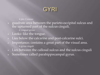  pre- Cuneus:


guadrate area between the parieto-occipital sulcus and
the upturned part of the sulcus cinguli.
 Lingual gyrus:






Looks- like the tongue.
Lies below the calcarine and post-calcarine sulci.
Importance; contains a great part of the visual area.
 gyrus cinguli




Lies between the callosal sulcus and the sulcus cinguli
Sometimes called parahippocampal gyrus.

 