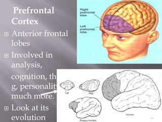 Prefrontal
Cortex






Anterior frontal
lobes
Involved in
analysis,
cognition, thinkin
g, personality, &
much more.
Look at its
evolution

189

 