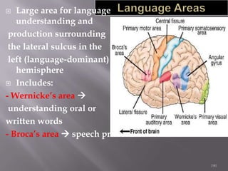 Large area for language
understanding and
production surrounding
the lateral sulcus in the
left (language-dominant)
hemisphere
 Includes:
- Wernicke’s area 
understanding oral or
written words
- Broca’s area  speech production


190

 