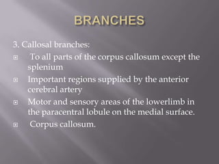 3. Callosal branches:

To all parts of the corpus callosum except the
splenium

Important regions supplied by the anterior
cerebral artery

Motor and sensory areas of the lowerlimb in
the paracentral lobule on the medial surface.

Corpus callosum.

 