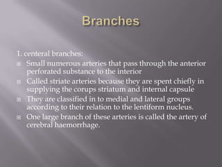 1. centeral branches:
 Small numerous arteries that pass through the anterior
perforated substance to the interior
 Called striate arteries because they are spent chiefly in
supplying the corups striatum and internal capsule
 They are classified in to medial and lateral groups
according to their relation to the lentiform nucleus.
 One large branch of these arteries is called the artery of
cerebral haemorrhage.

 