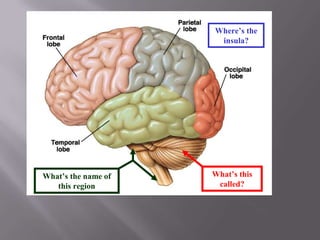 Where’s the
insula?

What’s the name of
this region

What’s this
called?

 